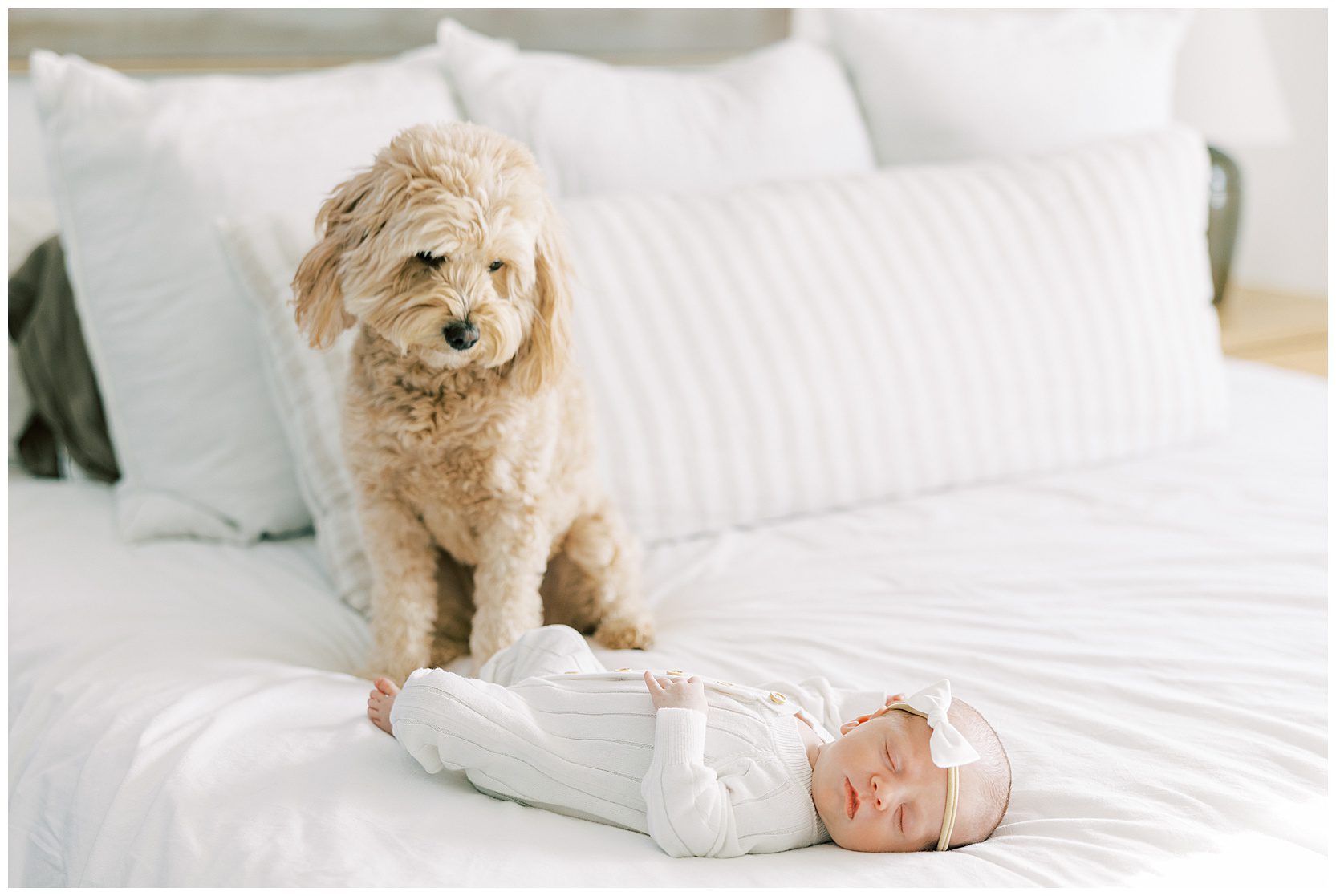 puppy staring down at newborn baby