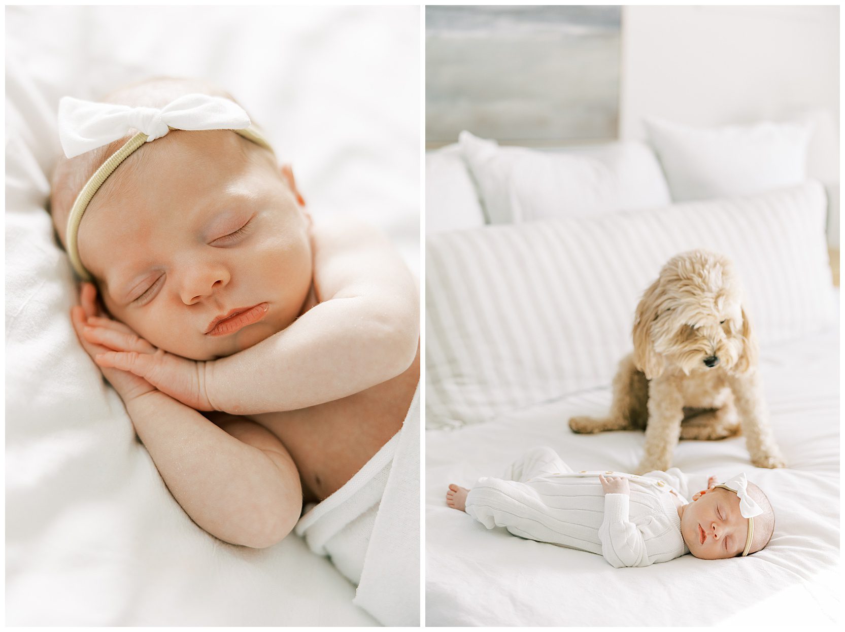 puppy staring down at newborn baby