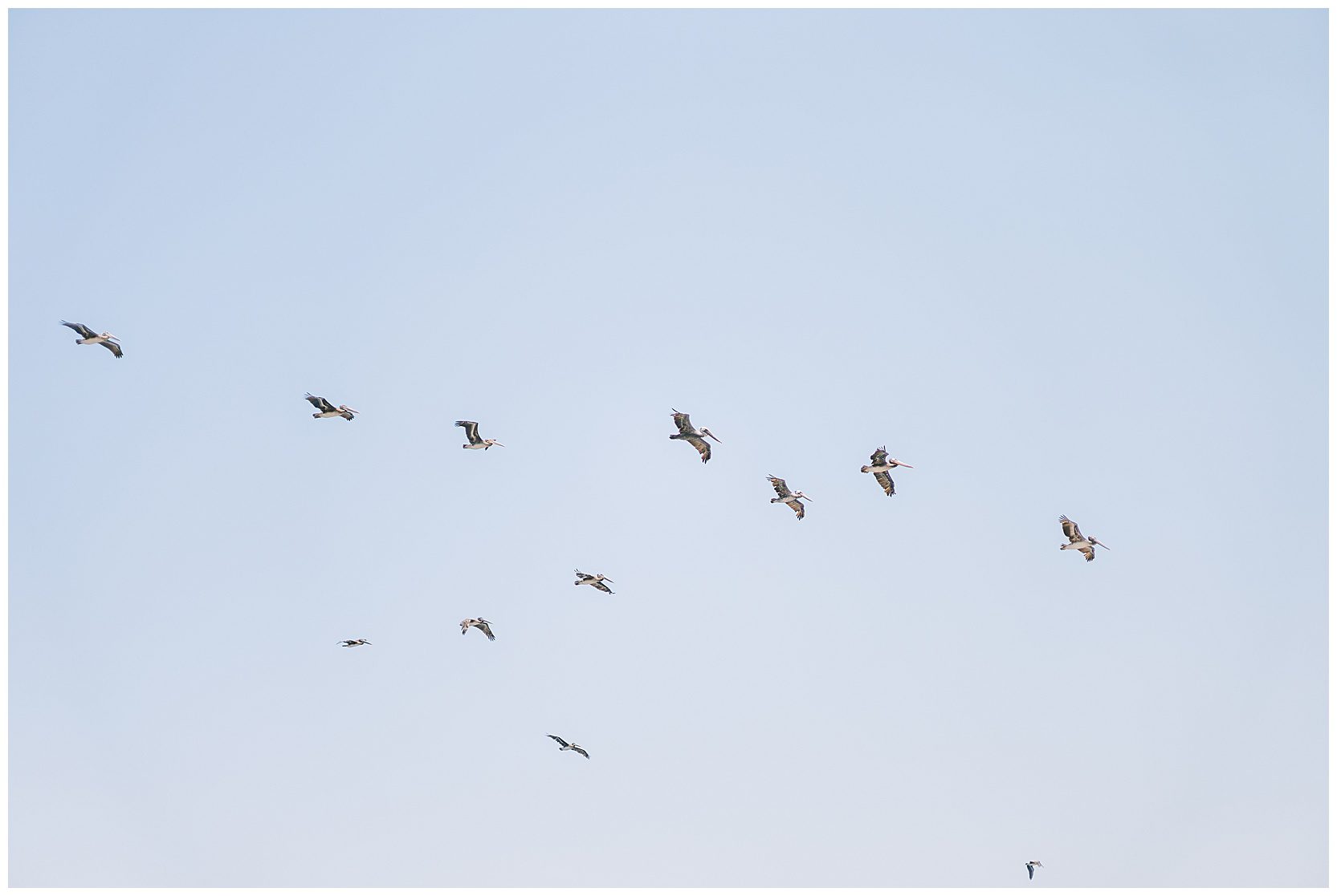 birds flying in air over ocean