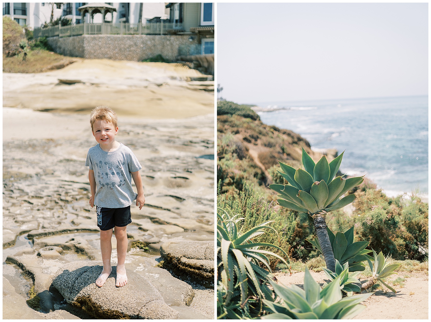 succulent at la jolla beach